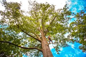 Lawn Watering Services in East Patchogue, NY