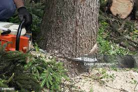 Best Commercial Tree Services  in East Patchogue, NY
