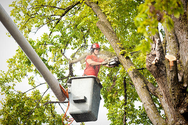 Best Tree Trimming and Pruning  in East Patchogue, NY