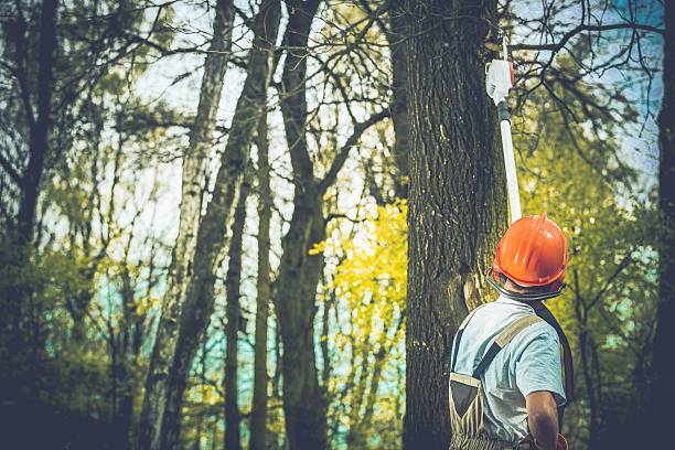 Tree and Shrub Care in East Patchogue, NY