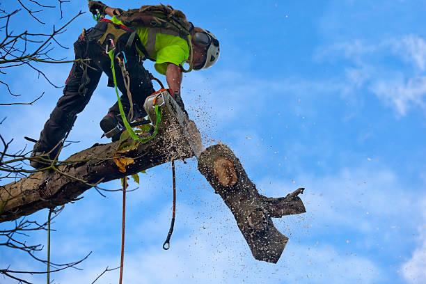 How Our Tree Care Process Works  in  East Patchogue, NY