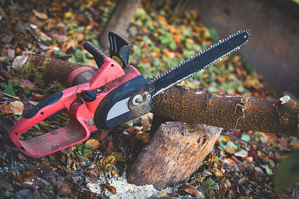 East Patchogue, NY Tree Care Company