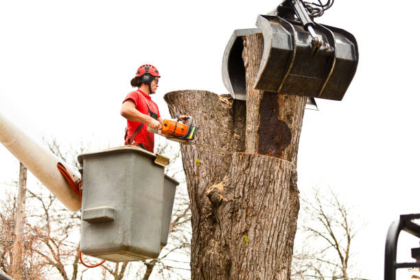 Best Fruit Tree Pruning  in East Patchogue, NY